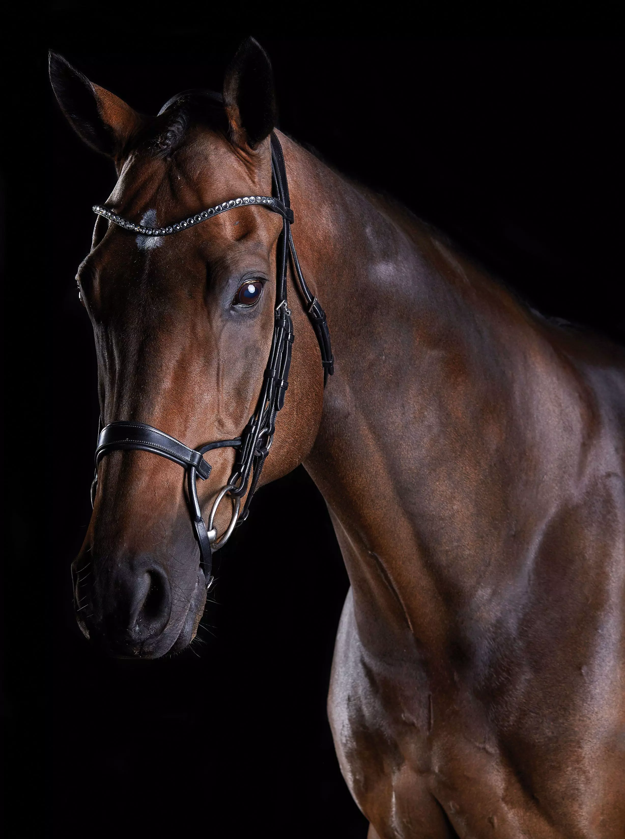 Collegiate Comfitec Crystal Bridle